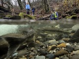 Open Space and Stream (photo) Open Space and Stream (photo)