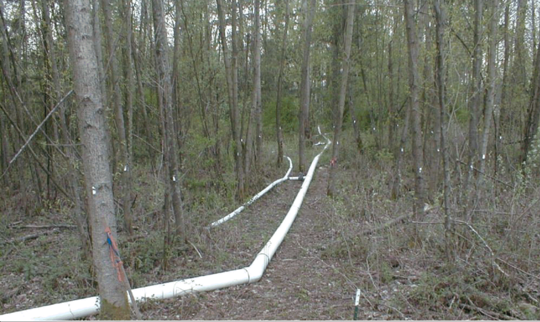Figure 3-26 Manifold and Branches in a Wooded, Vegetated Spray Field
